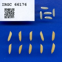 IRGC 66176 Seed Photo