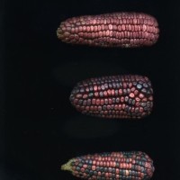 CIMMYTMA 7582 PUEB 382 BA21U-2903-215 E1_compress.jpg