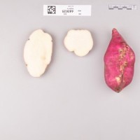 CIP 440025 (root).jpg