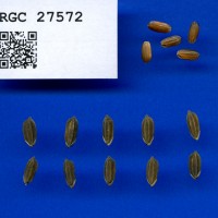 IRGC 27572 Seed Photo