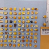 CIMMYTMA 15929 - Reference Inventory.jpg