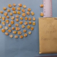 CIMMYTMA 7452 - Reference inventory.jpg