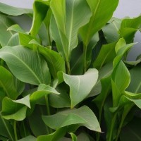 CIP 206047 (plant).jpg