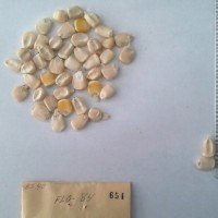 CIMMYTMA 654 - Reference Inventory.jpg