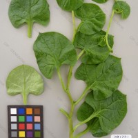 CIP 201231 Herbarium