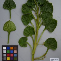 CIP 201283 Herbarium