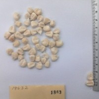 CIMMYTMA 1863 - Reference Inventory.jpg