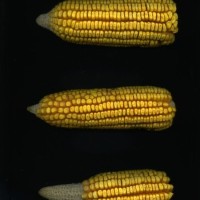 CIMMYTMA 7470 BRAZ 1127 AF18A-0903-71 E1.jpg