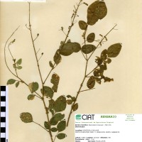 3047 herbarium