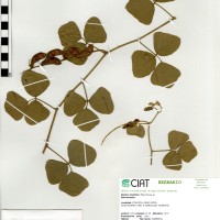 18853 herbarium