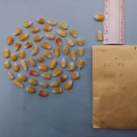 CIMMYTMA 7742 - Reference inventory.jpg