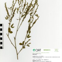 9628 herbarium