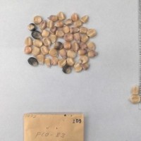 CIMMYTMA 109 - Reference Inventory.jpg