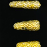 CIMMYTMA 27848 GUAT 1472 TC24U-2903-297 E1.jpg