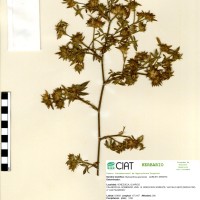 10595 herbarium
