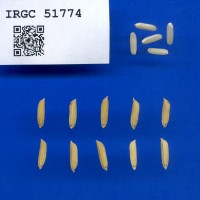IRGC 51774 Seed Photo