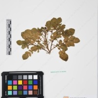 CIP 761434_OCH 12068.jpg