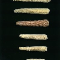 CIMMYTMA 27798 GUAT 1387 TC22U-2903-96 C.jpg