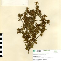 1098 herbarium