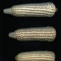 CIMMYTMA 1077 GUAT 155 AF18A-0903-108 E.jpg