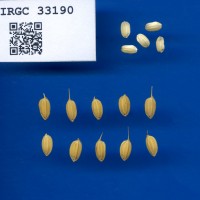 IRGC 33190 Seed Photo