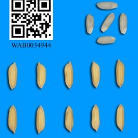 WAB0034944.JPG