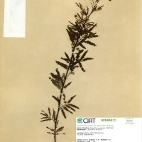9041 herbarium