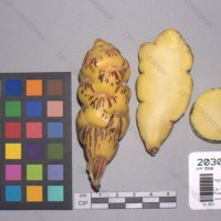 CIP 203057 Tuber