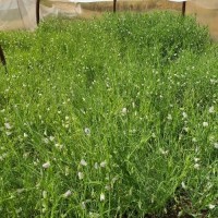 5368_Plant and Flower.jpg