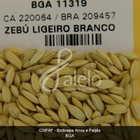 BRA00008654-6.JPG