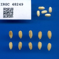 IRGC 48249 Seed Photo