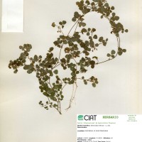 23268 herbarium