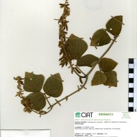 8844 herbarium