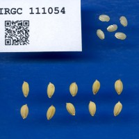 IRGC 111054 Seed Photo