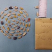 CIMMYTMA 7596 - Reference inventory.jpg