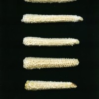 CIMMYTMA 16623 PUEB 564 TC24U-2903-270 C.jpg