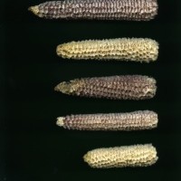 CIMMYTMA 3848 PANA 168 AF20A-0903-60 C.jpg