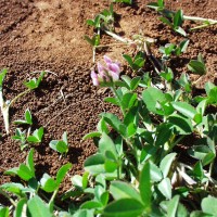 Trifolium masaiense 887 bud.JPG