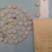 CIMMYTMA 5983 - Reference Inventory.jpg