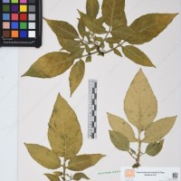 CIP 760469_HHA 6657_03.jpg