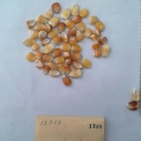 CIMMYTMA 1308 - Reference Inventory.jpg