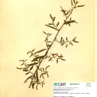 17348 herbarium