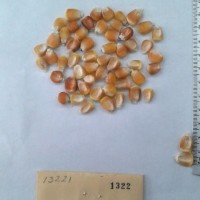 CIMMYTMA 1322 - Reference Inventory.jpg