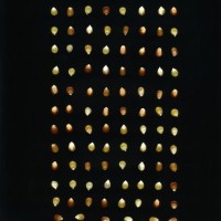 CIMMYTMA 18728 CHZM 13 134 AF18A-0903-194 K.jpg