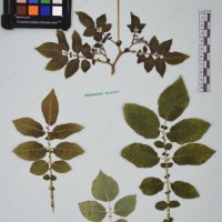 CIP 761053_OCHS 11865_07.jpg