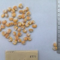 CIMMYTMA 1777 - Reference Inventory.jpg