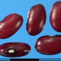 G2102 seed.jpg