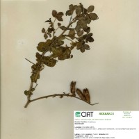 9293 herbarium