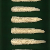 CIMMYTMA 18883 NAYA 46 AF23A-0903-164 C.jpg