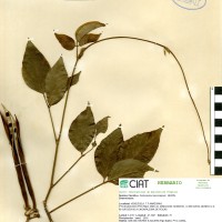 15382 herbarium